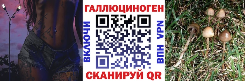 цены наркотик  Кизляр  Галлюциногенные грибы GOLDEN TEACHER 